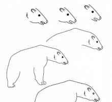 Kako nacrtati polarni medvjed lepa?