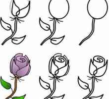 Kako nacrtati buket ruža olovku i akvarel