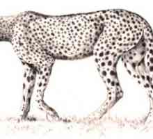 Kako nacrtati geparda? Zastupnici smo jak i brz zvijer