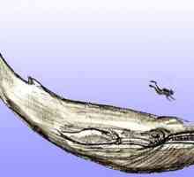 Kako nacrtati kita u realnom i animirani stilova