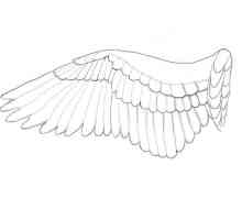 Kako nacrtati krila? Uputstvo za početnike