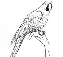 Kako bi privukli ptice korak po korak olovkom. Kako nacrtati pticu pero. Kako nacrtati hranilicu za…