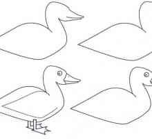 Kako nacrtati patka lepa?