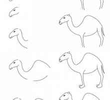Kako nacrtati prekrasan deve?