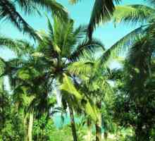 Što je ime Azijski palma s listićima u obliku pera lišće? Tropske palme i listićima u obliku pera…