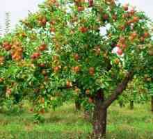 Kako smanjiti jabuke u jesen: savjet od iskusnijih vrtlara
