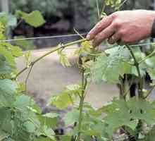 Kako smanjiti grožđe u jesen: uputstva i savjete
