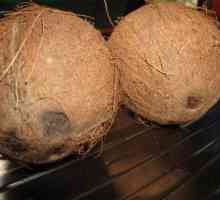 Kako otvoriti kokos kod kuće bez gubitka i uz minimalan napor