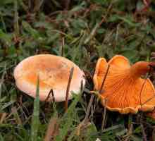 Kako razlikovati lažne od pravih lisičarke Savjeti gljiva
