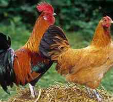 Kao roosters oplođena piletina? Koliko kokoši mogu oploditi kurac?