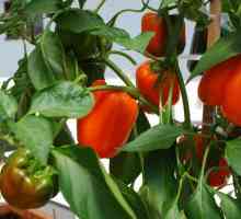 Kako pripremiti paprike seme za setvu? Namakanje biber sjeme prije sadnje