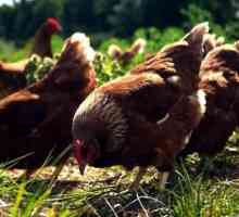Kako razumjeti zašto kokoši ne nose ljeta