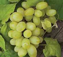 Kako posaditi grožđe u jesen - priprema sadnica i sadnog faze