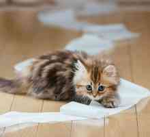 Kako obrazovati mačića: nekoliko savjeta