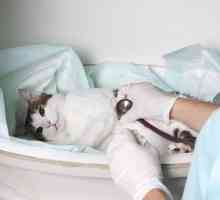 Kako je tretman urolitijaze u mačke?