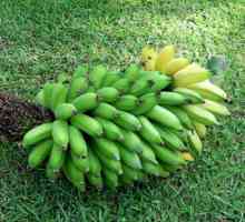 Kako rastu banane, ili ideju za biznis