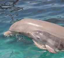 Kako za reprodukciju delfinima? Prvi dani života mladih morskih ljepote