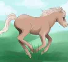 Kako nacrtati ponija. Kako to Draw "u malo može Pony". Kako nacrtati ponija od…