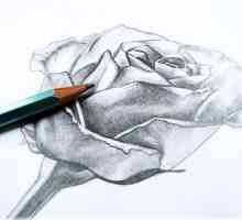 Kako nacrtati ružu olovku fazama obuke