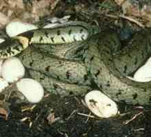 Kako da rodi zmiju njihovih potomaka? Da li sve vrste položiti jaja?