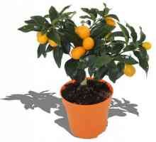 Kako saditi, kako se propagandom, kako da se brine: citrus Fortunella - radost u kući