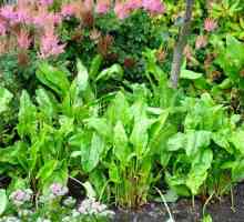 Kako saditi kiseljak proljeće? principi uzgoja