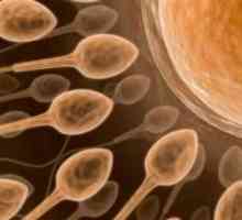 Kako donirati analizu sperme u "in-vitro"? Kako da se testiraju - analiza sperme?