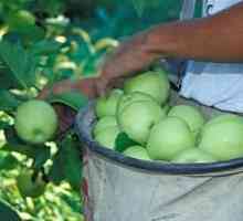 Kako zadržati jabuke u zimskom svježe: dokazane i pouzdane načine
