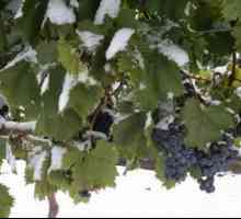 Kako zadržati vinove loze u hladnoj: grožđe za zimu sklonište