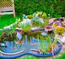 Kako stvoriti vrtno jezerce na sajtu?