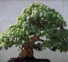 Kako da se brinu za bonsai? Kako da se brinu za bonsai