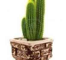 Kako da se brinu za kaktus u domu koji je odrastao i procvala