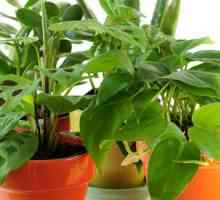 Kako da se brine za kućne biljke? Kako da se brinu za sobne biljke zimi?