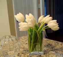 Kako da se brinu za rez tulipani kod kuće?