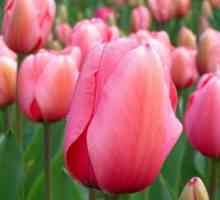 Kako da se brinu za tulipani nakon cvatnje da ih zadrži