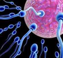 Kako poboljšati spermu i povećati šanse za trudnoću