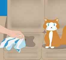 Kako eliminirati miris mačka urin? Savjeti i trikovi