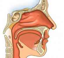 Kako se nos. Nosne šupljine, njegove karakteristike, funkcije i struktura