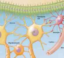 Kako se živac ćeliji? Ćelijama nervnog sistema