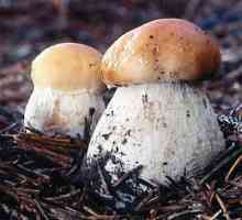 Kako kuhati bijele gljive: korisne informacije
