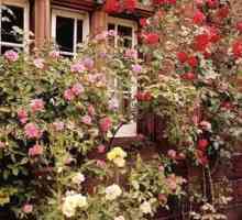 Kao proljeće cut ruže? Kako smanjiti penjanje ruže u proljeće, ljeto i jesen?