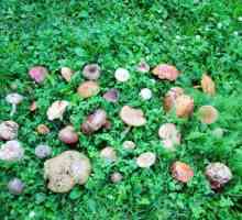 Kako odabrati gljive: jestive i nejestive u regiji Kharkiv