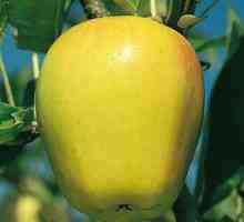 Kako se jabuke "zlatni delišes"? Opis proizvoda od drva i voća