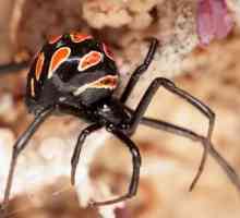 Kako pauk Karakurt? Black Widow Bite: Šta je opasno, prva pomoć, simptomi i karakteristike liječenja