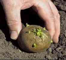 Kako raste krumpir u zemlji?
