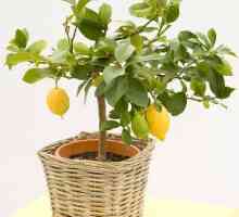 Kako raste limuna u kući: tajne uspjeha