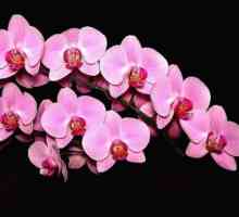 Kako rastu orhideje kod kuće? Tajne brige za ove delikatne cvijeće