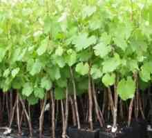Kako raste grožđe u Baškirska? Sadnje grožđa u Bashkiria u proljeće, njega i orezivanje