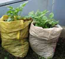 Kako raste krompir u torbi? Načina uzgoja krompira