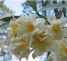 Kako raste delikatan cvijeće oleander?